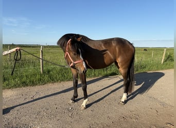 Westfale, Stute, 3 Jahre, 165 cm, Dunkelbrauner