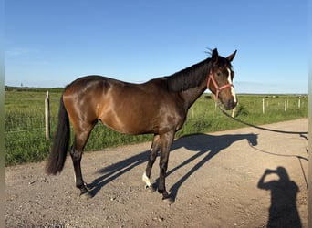 Westfale, Stute, 3 Jahre, 165 cm, Dunkelbrauner