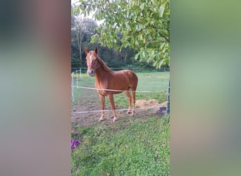 Westfale, Stute, 3 Jahre, 165 cm, Dunkelfuchs