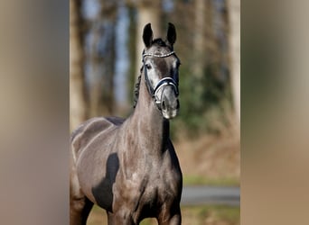 Westfale, Stute, 3 Jahre, 165 cm, Rappschimmel