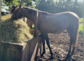 Westfale, Stute, 3 Jahre, 165 cm, Schimmel