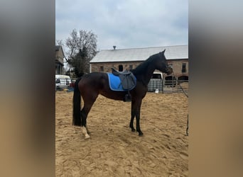 Westfale, Stute, 3 Jahre, 165 cm, Schwarzbrauner