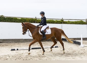 Westfale, Stute, 3 Jahre, 165 cm