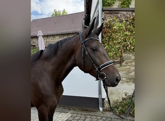 Westfale, Stute, 3 Jahre, 166 cm, Brauner