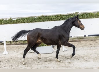 Westfale, Stute, 3 Jahre, 166 cm, Brauner