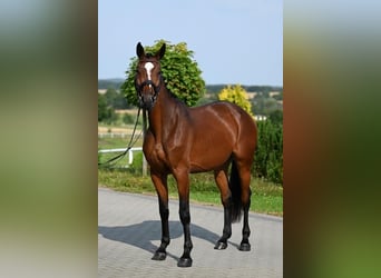 Westfale, Stute, 3 Jahre, 166 cm, Brauner