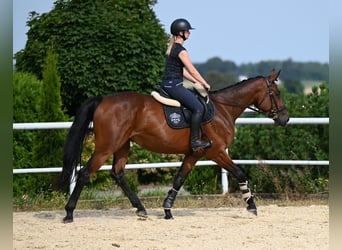 Westfale, Stute, 3 Jahre, 166 cm, Brauner