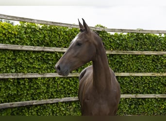 Westfale, Stute, 3 Jahre, 166 cm, Dunkelbrauner