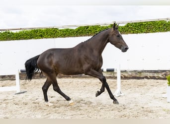 Westfale, Stute, 3 Jahre, 166 cm, Dunkelbrauner