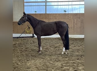 Westfale, Stute, 3 Jahre, 166 cm, Fuchs