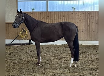 Westfale, Stute, 3 Jahre, 166 cm, Fuchs