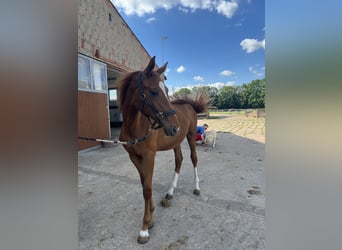 Westfale, Stute, 3 Jahre, 166 cm, Fuchs