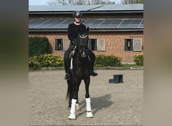 Westfale, Stute, 3 Jahre, 166 cm, Rappe