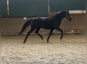 Westfale, Stute, 3 Jahre, 166 cm, Rappe