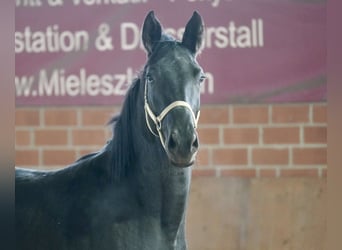 Westfale, Stute, 3 Jahre, 166 cm, Rappe