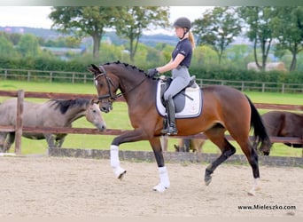 Westfale, Stute, 3 Jahre, 167 cm, Brauner