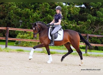Westfale, Stute, 3 Jahre, 167 cm, Brauner