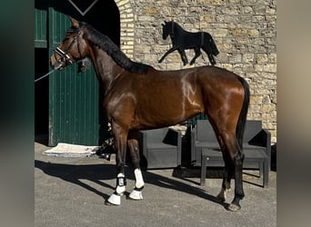 Westfale, Stute, 3 Jahre, 167 cm, Brauner