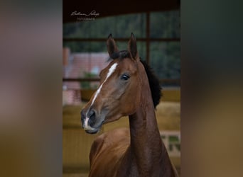 Westfale, Stute, 3 Jahre, 167 cm, Brauner