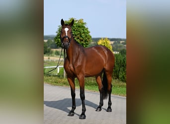 Westfale, Stute, 3 Jahre, 167 cm, Brauner