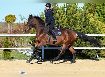 Westfale, Stute, 3 Jahre, 167 cm, Brauner