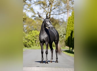Westfale, Stute, 3 Jahre, 167 cm, Rappschimmel
