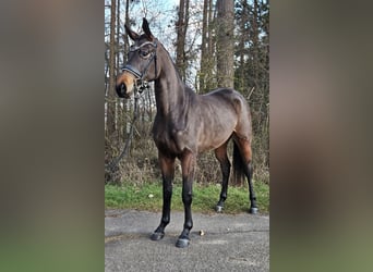 Westfale, Stute, 3 Jahre, 168 cm, Brauner