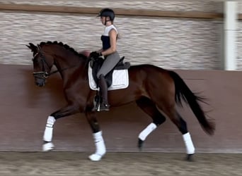 Westfale, Stute, 3 Jahre, 168 cm, Brauner
