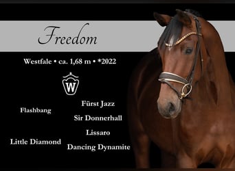 Westfale, Stute, 3 Jahre, 168 cm, Brauner