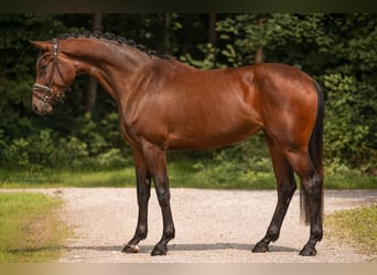 Westfale, Stute, 3 Jahre, 168 cm, Brauner