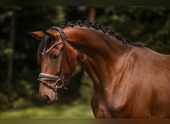 Westfale, Stute, 3 Jahre, 168 cm, Brauner