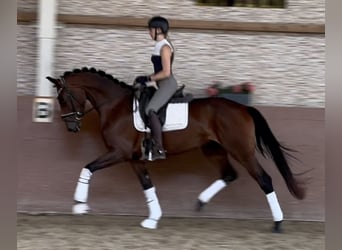 Westfale, Stute, 3 Jahre, 168 cm, Brauner