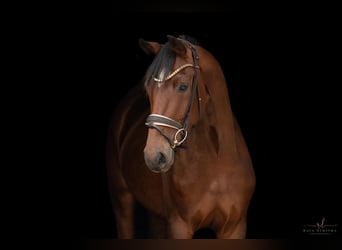 Westfale, Stute, 3 Jahre, 168 cm, Brauner