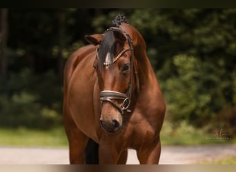 Westfale, Stute, 3 Jahre, 168 cm, Brauner