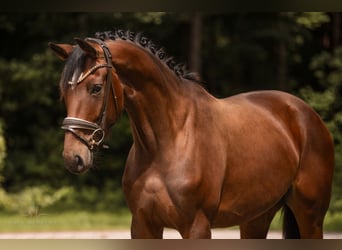 Westfale, Stute, 3 Jahre, 168 cm, Brauner