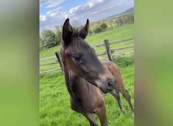 Westfale, Stute, 3 Jahre, 168 cm, Dunkelbrauner