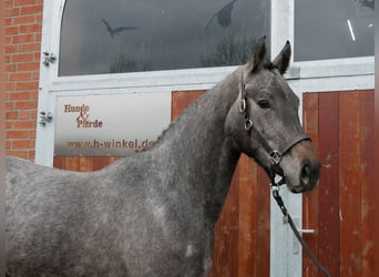 Westfale, Stute, 3 Jahre, 168 cm, Schimmel