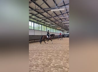 Westfale, Stute, 3 Jahre, 169 cm, Brauner