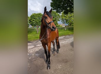 Westfale, Stute, 3 Jahre, 169 cm, Brauner