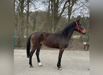 Westfale, Stute, 3 Jahre, 169 cm, Brauner