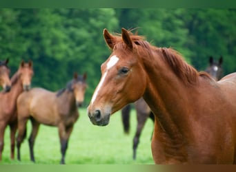 Westfale, Stute, 3 Jahre, 169 cm, Fuchs
