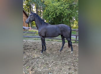 Westfale, Stute, 3 Jahre, 169 cm, Rappe