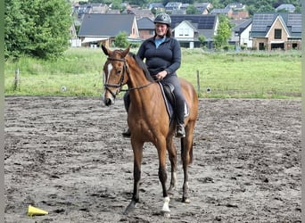 Westfale, Stute, 3 Jahre, 170 cm, Brauner