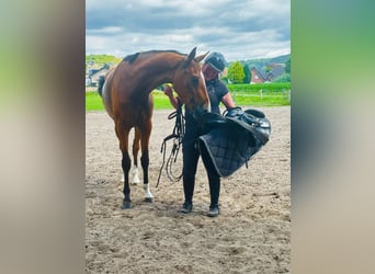 Westfale, Stute, 3 Jahre, 170 cm, Brauner