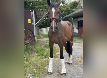 Westfale, Stute, 3 Jahre, 170 cm, Brauner