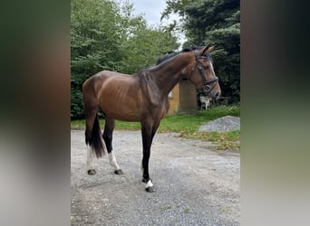 Westfale, Stute, 3 Jahre, 170 cm, Brauner