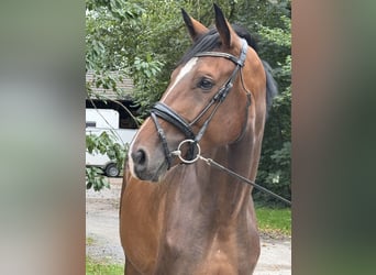 Westfale, Stute, 3 Jahre, 170 cm, Brauner