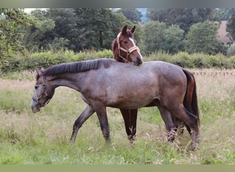 Westfale, Stute, 3 Jahre, 170 cm, Brauner
