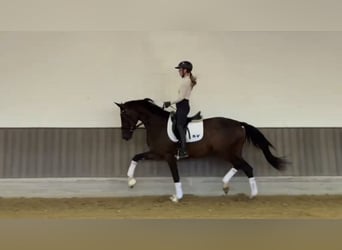 Westfale, Stute, 3 Jahre, 170 cm, Dunkelbrauner