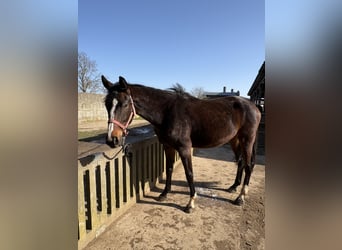 Westfale, Stute, 3 Jahre, 170 cm, Dunkelbrauner